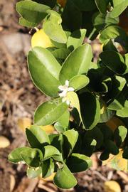            Sun leaves (Thornless Mexican lime, Riverside, CA)   