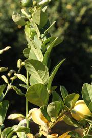            Sun leaves (Thornless Mexican lime, Riverside, CA)   