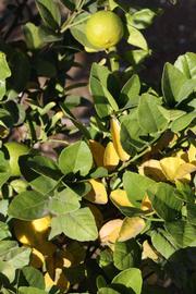            Sun leaves (Thornless Mexican lime, Riverside, CA)   