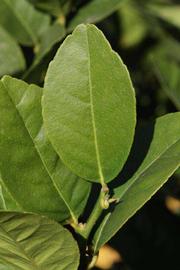            Unifoliolate leaf (Thornless Mexican lime, Riverside, CA)   