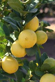            Fruit (Thornless Mexican lime, Riverside, CA)   
