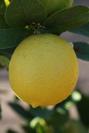            Fruit (Thornless Mexican lime, Riverside, CA)   