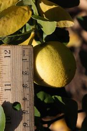            Fruit (Thornless Mexican lime, Riverside, CA)   