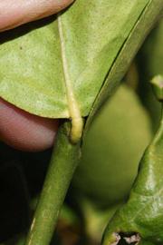            Petiole (Thornless Mexican lime, Riverside, CA)   