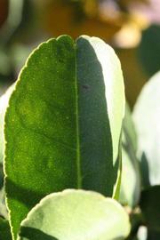            Margin (Thornless Mexican lime, Riverside, CA)   