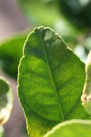            Margin (Thornless Mexican lime, Riverside, CA)   