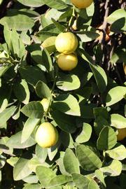           Sun leaves (Thornless Mexican lime, Riverside, CA)   