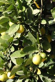            Sun leaves (Thornless Mexican lime, Riverside, CA)   
