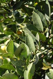            Sun leaves (Thornless Mexican lime, Riverside, CA)   