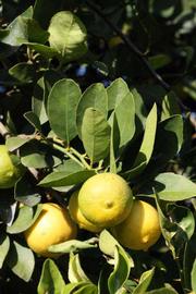            Sun leaves (Thornless Mexican lime, Riverside, CA)   