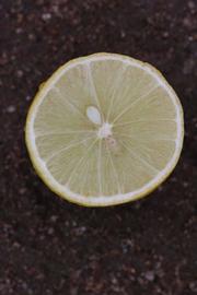            Fruit cross-section (Thornless Mexican lime, Riverside, CA)   