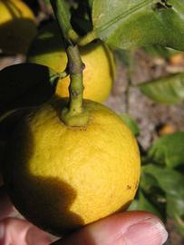              Fruit (Todo del Ano, Winter Haven, FL)       