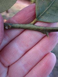              First year twig (Todo del Ano, Winter Haven, FL)       