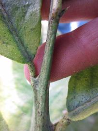              First year twig (Todo del Ano, Winter Haven, FL)       