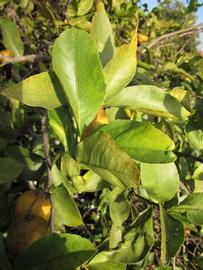            Sun leaves (Todo del Ano, Winter Haven, FL)   