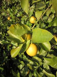            Sun leaves (Todo del Ano, Winter Haven, FL)   