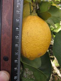              Fruit (Todo del Ano, Winter Haven, FL)       