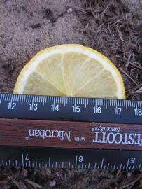              Fruit cross-section (Todo del Ano, Winter Haven, FL)       