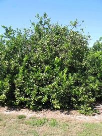            Habit (Todo del Ano, Winter Haven, FL)   