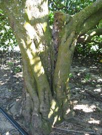            Bark (Todo del Ano, Winter Haven, FL)   