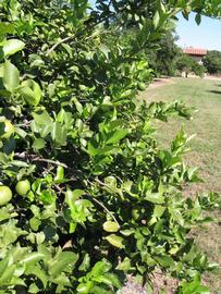              Sun leaves (Todo del Ano, Winter Haven, FL)       