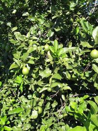              Sun leaves (Todo del Ano, Winter Haven, FL)       