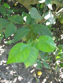              Shade leaves (Todo del Ano, Winter Haven, FL)       