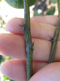              Second - third year twig (Todo del Ano, Winter Haven, FL)       