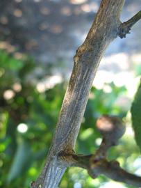              Second - third year twig (Todo del Ano, Winter Haven, FL)       