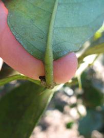              Petiole (Todo del Ano, Winter Haven, FL)       