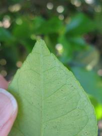              Margin (Todo del Ano, Winter Haven, FL)       