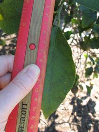              Unifoliolate leaf (Todo del Ano, Winter Haven, FL)       