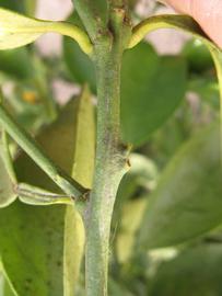              First year twig (Winter Haven, FL)       