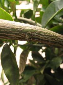              Second - third year twig (Winter Haven, FL)       