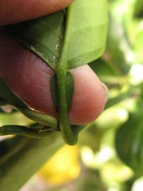              Petiole (Winter Haven, FL)       