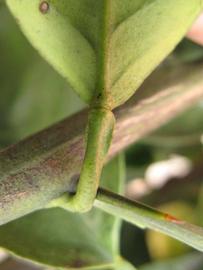              Petiole (Winter Haven, FL)       