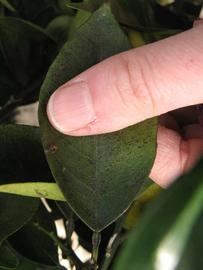              Unifoliolate leaf (Winter Haven, FL)       
