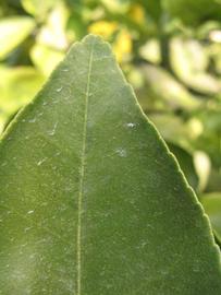              Margin (Winter Haven, FL)       