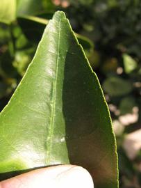              Margin (Winter Haven, FL)       