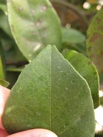              Margin (Winter Haven, FL)       