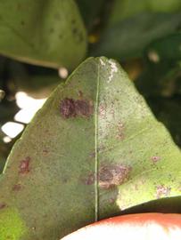              Margin (Winter Haven, FL)       