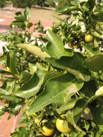            Sun leaves (Winter Haven, FL)   