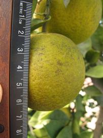            Fruit (Winter Haven, FL)   