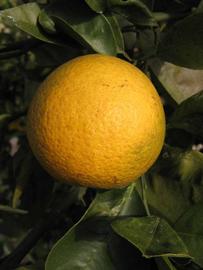            Fruit (Winter Haven, FL)   