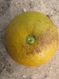            Fruit (Winter Haven, FL)   