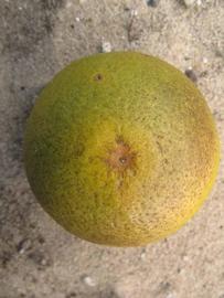            Fruit (Winter Haven, FL)   