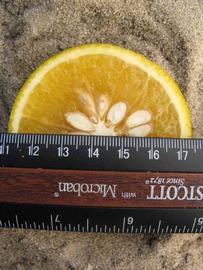            Fruit cross-section (Winter Haven, FL)   