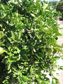              Sun leaves (Winter Haven, FL)       