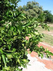              Sun leaves (Winter Haven, FL)       