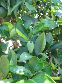              Shade leaves (Winter Haven, FL)       